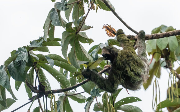 Brown-Throated Three-Toed Sloth Eating A Leaf  