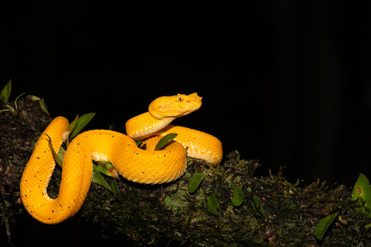 Yellow Eyelash Viper Resting  On A Branch In Costa Rica  