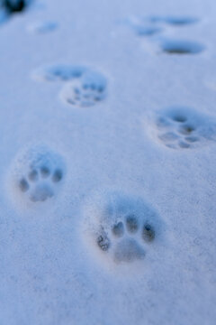 Paw Prints in Fresh Snow Reveal Curious Animal Exploration