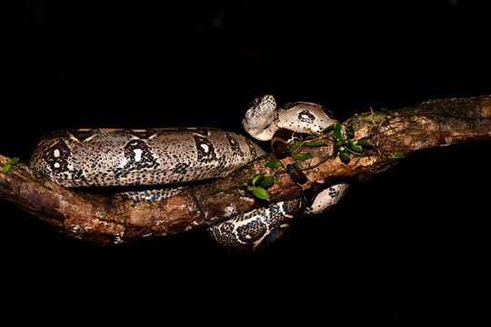 A Specimen Of Boa Constrictor From Costa Rica  