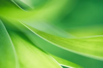Nature of green leaf in garden at summer. Natural green leaves plants using as spring background cover page greenery environment ecology lime green wallpaper © Fahkamram