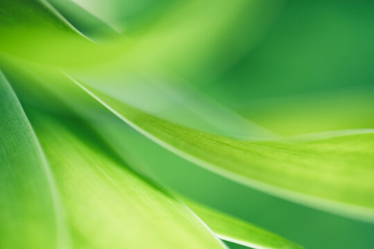 Nature of green leaf in garden at summer. Natural green leaves plants using as spring background cover page greenery environment ecology lime green wallpaper - Powered by Adobe