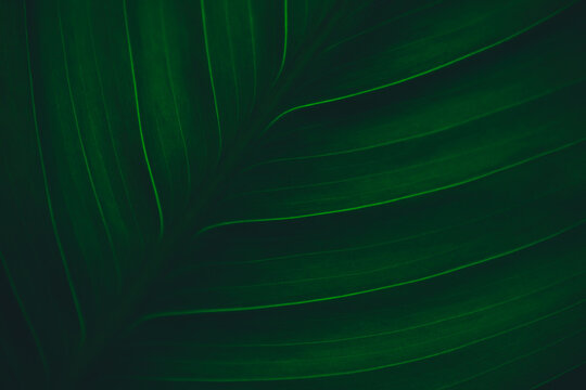Dark green leaf texture, Natural green leaves using as nature background wallpaper or tropical leaf cover page