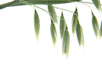 A detailed macro photograph captures vibrant green oat grains on a white backdrop.
