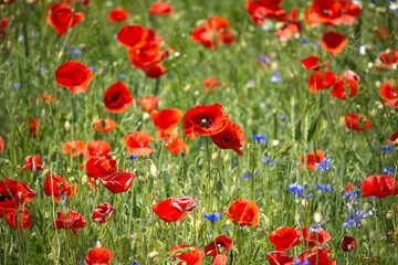 A beautiful field of vibrant red poppies in full bloom.