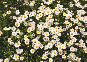 Vibrant Field of Chamomile Blooming Under Sunny Skies