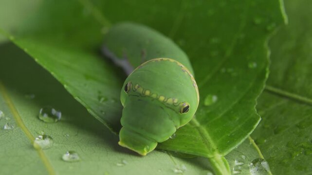 Macro close up of green caterpillar on a leaf eating and resting
