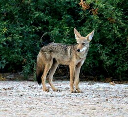 Juvenile Coyote