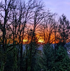 Fototapeta premium sunset in the forest
