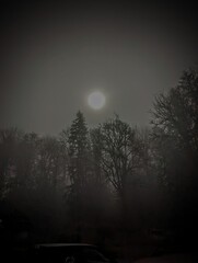 Fototapeta premium night in the forest