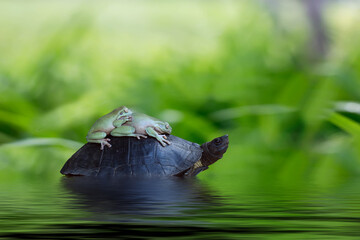 frog in the water with turtle