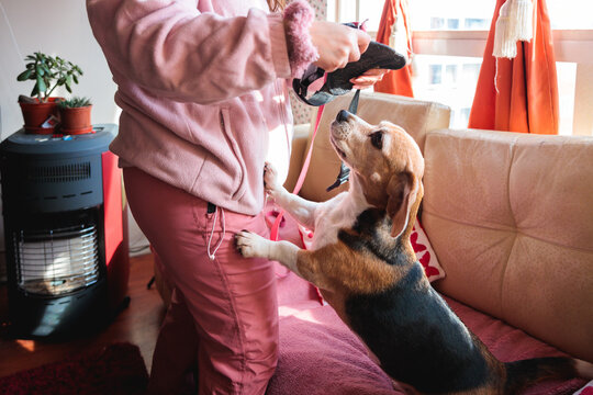 Dog Eagerly Waiting for Walk with Owner