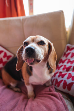 Happy Beagle Sitting on Cozy Sofa with Tongue Out