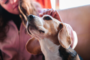 Dog Enjoying Head Scratches Indoors with Owner
