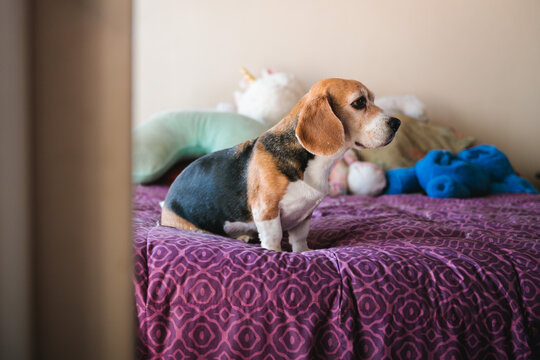 Dog Sitting Calmly on Cozy Bed with Plush Toys