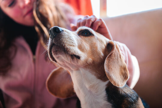 Dog Enjoying Head Scratches Indoors with Owner