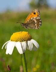 A brown and orange butterfly perched on a white daisy in a vibrant green field