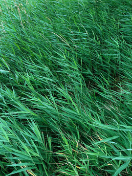 reed