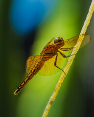 Golden Dragonfly Gripping Yellow Rope in Sunlight