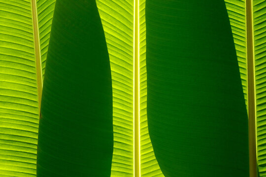 Tropical Green Leaves Nature Pattern