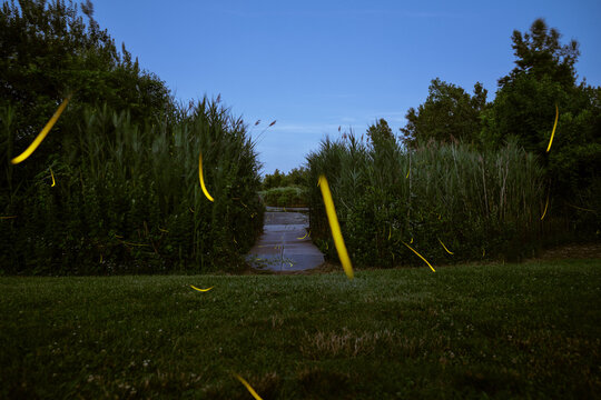 Fireflies Illuminate a Serene Pond Landscape at Dusk