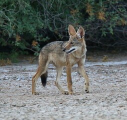 Juvenile Coyote 
