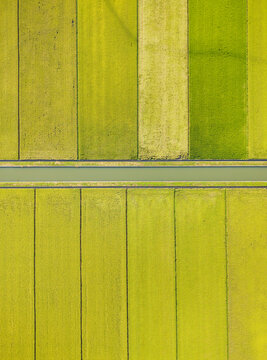 Aerial View of Maturing Rice Paddies