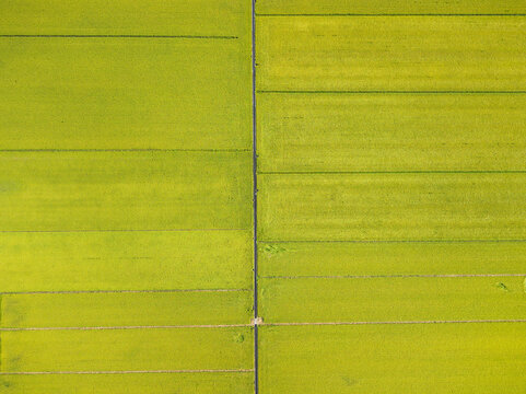 Aerial View of Nearly Ripe Green Rice Fields with Neat Lines