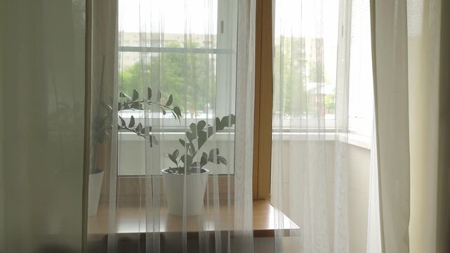 Modern cozy space with sunlight streaming through a glass door, highlighting a leafy plant behind delicate curtain panels. Window with growing zamioculcas on a windowsill.