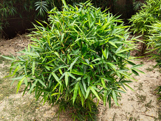large bunches of bamboo in the park