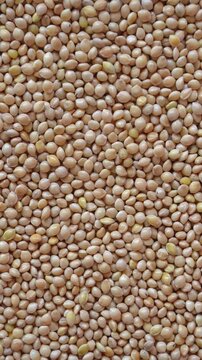 Rotating white millet seeds closeup. Pile of dry grains. 4k vertical concept