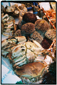 crabs and sea urchins on ice, 35mm
