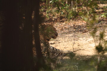 Amazing Leopards in Wilpattu National Park, Sri Lanka 