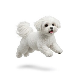 Obraz premium Playful Maltese Puppy, A Joyful Canine Leap on white background, a Maltese dog in mid-air, Energetic dog leaping, 