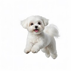 a Maltese dog in mid-air, Energetic dog leaping,  A Joyful Canine Leap on white background, Playful Maltese Puppy, 