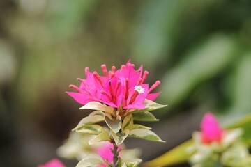 Obraz premium Close-Up of Vibrant Pink Flower With Green Leaves in Nature