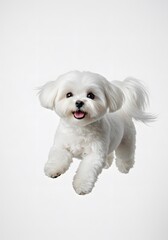 Obraz premium Playful Maltese Puppy, A Joyful Canine Leap on white background, a Maltese dog in mid-air, Energetic dog leaping, The background is plain white, 