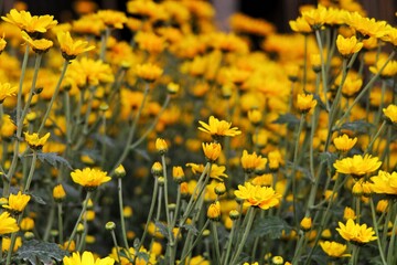 Field of Bright Yellow Flowers on a Sunny Day in Full Bloom