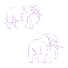 Minimalist line art illustration of elephant