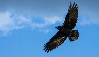 Fototapeta premium A black bird in flight against a partly cloudy blue sky