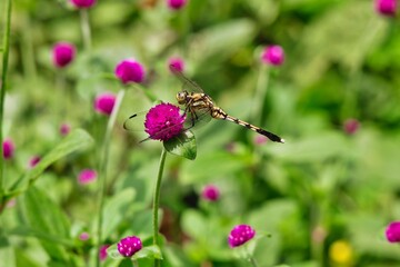 センニチコウとムギワラトンボ