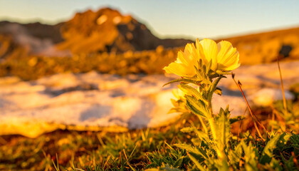 Golden Alpine Poppy's First Light Amidst Thawing Mountain Snows