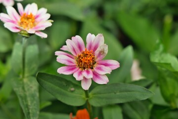 Obraz premium ヒャクニチソウと蜘蛛