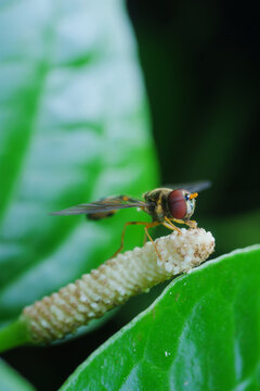 Close-up View of a fly on a Green Leaf in a Lush Environment