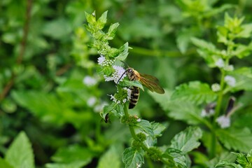 ミントとミツバチ