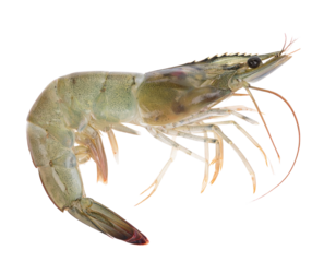 Fresh Raw Whiteleg Shrimp Isolated on Transparent Background PNG
