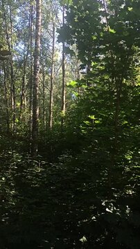 reflection in thе forest