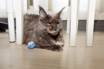 Maine Coon cat is lying on the tiled floor