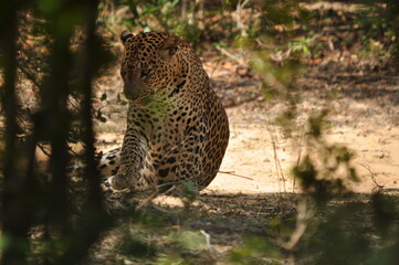 Amazing Leopards in Wilpattu National Park, Sri Lanka 