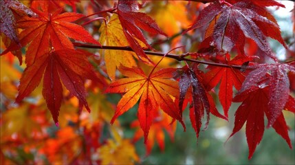 Late fall foliage displays stunning shades of red, orange, and yellow on a tree branch. Morning dew glistens on the leaves, enhancing their vivid colors and creating a tranquil atmosphere.